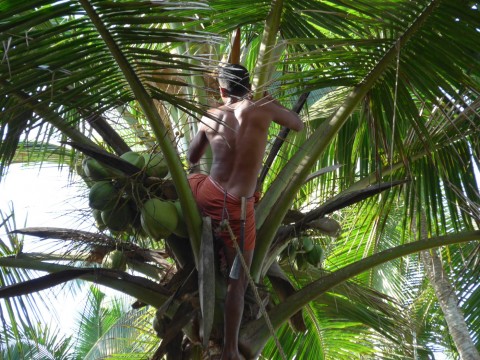 Indien Kokosnusernte