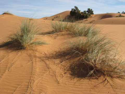 Marokko Duenen mit Pflanzen