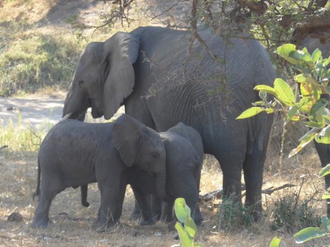 Suedafrika Elefantenfamilie
