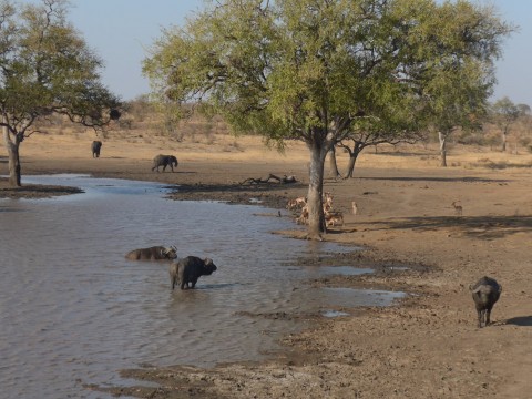 Suedafrika Krueger Nationalpark Wasserstelle