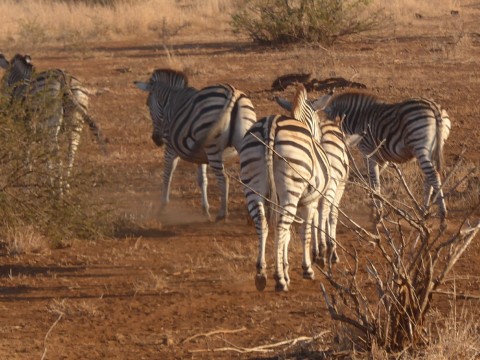 Suedafrika Zebras