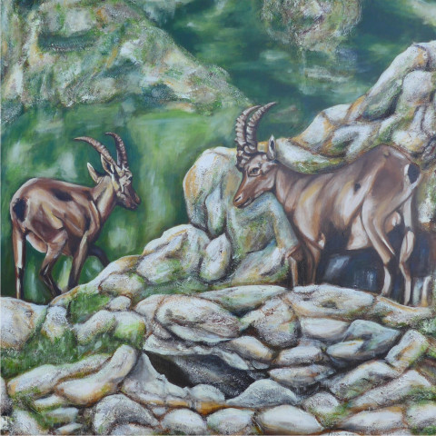 prachtvolle Steinboecke